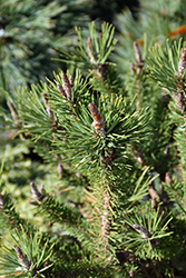 Spaan's Dwarf Shore Pine (Pinus contorta 'Spaan's Dwarf') at Lakeshore Garden Centres