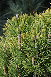 Upright Golden Mugo Pine (Pinus mugo 'Aurea Fastigiata') at A Very Successful Garden Center