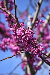 Eastern Redbud (tree form) (Cercis canadensis '(tree form)') at A Very Successful Garden Center