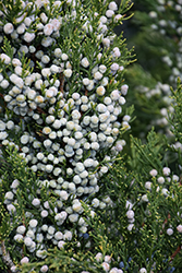 Fairview Juniper (Juniperus chinensis 'Fairview') at A Very Successful Garden Center