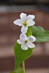 Canadian White Violet (Viola canadensis) at A Very Successful Garden Center