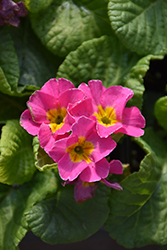 Pacific Giant Pink Primrose (Primula x polyantha 'Pacific Giant Pink') at A Very Successful Garden Center