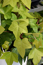 Montgomery Ivy (Hedera helix 'Montgomery') at A Very Successful Garden Center
