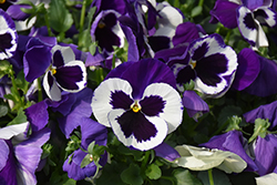 Delta Premium Violet & White Pansy (Viola x wittrockiana 'Delta Premium Violet and White') at Lakeshore Garden Centres