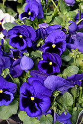 Delta Premium Deep Blue Pansy (Viola x wittrockiana 'Delta Premium Deep Blue') at A Very Successful Garden Center
