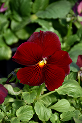 Delta Pure Red Pansy (Viola x wittrockiana 'Delta Pure Red') at Stonegate Gardens
