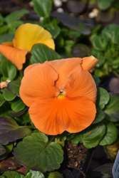 Spring Matrix Deep Orange Pansy (Viola 'PAS912388') at A Very Successful Garden Center
