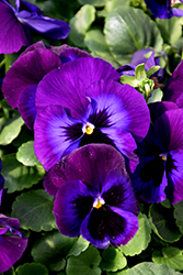 Delta Premium Neon Violet Pansy (Viola x wittrockiana 'Delta Premium Neon Violet') at Lakeshore Garden Centres