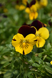 Cool Wave Sunshine and Wine Pansy (Viola x wittrockiana 'PAS1314681') at A Very Successful Garden Center