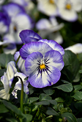 Penny Purple Picotee Pansy (Viola cornuta 'Penny Purple Picotee') at Lakeshore Garden Centres