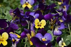 Endurio Blue Yellow with Purple Wing Pansy (Viola cornuta 'Endurio Blue Yellow Purple Wing') at A Very Successful Garden Center