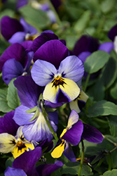 Endurio Blue Yellow with Purple Wing Pansy (Viola cornuta 'Endurio Blue Yellow Purple Wing') at Lakeshore Garden Centres