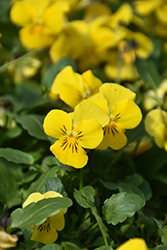 Endurio Pure Yellow Pansy (Viola cornuta 'Endurio Pure Yellow') at A Very Successful Garden Center