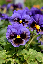 Frizzle Sizzle Yellow Blue Swirl Pansy (Viola x wittrockiana 'Frizzle Sizzle Yellow Blue Swirl') at A Very Successful Garden Center