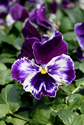 Spring Matrix Purple & White Pansy (Viola 'PAS420686') at Stonegate Gardens