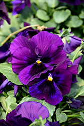 Delta Speedy Purple Pansy (Viola x wittrockiana 'Delta Speedy Purple') at Lakeshore Garden Centres