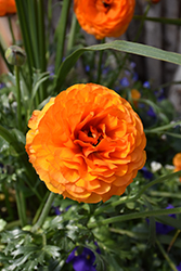 Sprinkles Orange Ranunculus (Ranunculus 'Sprinkles Orange') at A Very Successful Garden Center