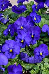 Cool Wave Blue Pansy (Viola x wittrockiana 'PAS1516583') at A Very Successful Garden Center
