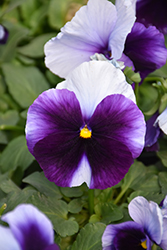 Delta Premium Beaconsfield Pansy (Viola x wittrockiana 'Delta Premium Beaconsfield') at A Very Successful Garden Center