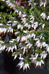 Springwood White Heath (Erica carnea 'Springwood White') at Lakeshore Garden Centres