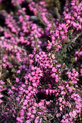 Springwood Pink Heath (Erica carnea 'Springwood Pink') at A Very Successful Garden Center