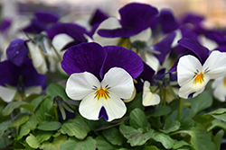 Penny White Jump Up Pansy (Viola cornuta 'Penny White Jump Up') at A Very Successful Garden Center