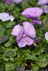 Sorbet Lavender Pink Pansy (Viola 'PAS1059854') at A Very Successful Garden Center