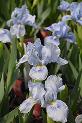 Blue Dwarf Bearded Iris (Iris pumila 'Blue') at A Very Successful Garden Center