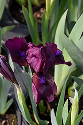 Purple Dwarf Bearded Iris (Iris pumila 'Purple') at Stonegate Gardens