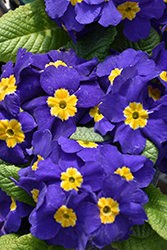 Pacific Giant Blue Primrose (Primula x polyantha 'Pacific Giant Blue') at Stonegate Gardens