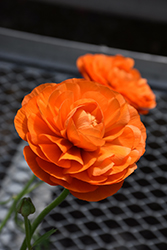 Maché Orange Ranunculus (Ranunculus 'Mache Orange') at A Very Successful Garden Center