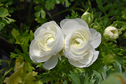 Maché White Ranunculus (Ranunculus 'Mache White') at A Very Successful Garden Center