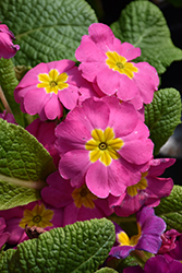 Danova Pink Primrose (Primula acaulis 'Danova Pink') at A Very Successful Garden Center