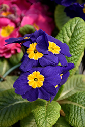 Danova Blue Primrose (Primula acaulis 'Danova Blue') at A Very Successful Garden Center