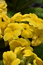 Danova Lemon Yellow Primrose (Primula acaulis 'Danova Lemon Yellow') at Stonegate Gardens