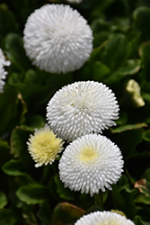 Bellisima White English Daisy (Bellis perennis 'Bellissima White') at Lakeshore Garden Centres