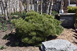 Hornbrookiana Dwarf Austrian Pine (Pinus nigra 'Hornbrookiana') at Stonegate Gardens