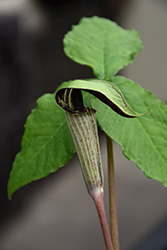 Jack-In-The-Pulpit (Arisaema triphyllum) at A Very Successful Garden Center