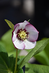Honeymoon French Kiss Hellebore (Helleborus 'French Kiss') at A Very Successful Garden Center