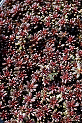 Coral Carpet Stonecrop (Sedum album 'Coral Carpet') at A Very Successful Garden Center