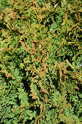 Zmatlik Arborvitae (Thuja occidentalis 'Zmatlik') at A Very Successful Garden Center