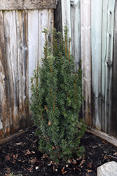 Majestic Yew (Taxus x media 'Majestic') at A Very Successful Garden Center