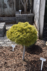 Dwarf White Pine (tree form) (Pinus strobus 'Nana (tree form)') at A Very Successful Garden Center