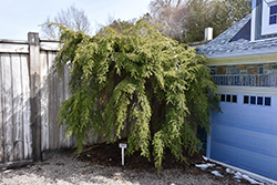 Weeping Hemlock (tree form) (Tsuga canadensis 'Pendula (tree form)') at Stonegate Gardens
