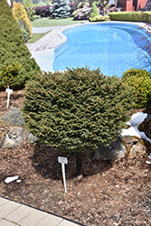 Little Gem Spruce (tree form) (Picea abies 'Little Gem (tree form)') at Lakeshore Garden Centres