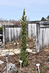 Trautman Juniper (Juniperus chinensis 'Trautman') at A Very Successful Garden Center