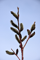 Black Pussy Willow (Salix gracilistyla 'Melanostachys') at Lakeshore Garden Centres