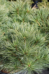 Horsford Dwarf Eastern White Pine (Pinus strobus 'Horsford Dwarf') at A Very Successful Garden Center