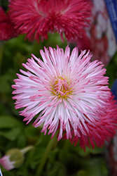 Habanera Pink English Daisy (Bellis perennis 'Habanera Pink') at Stonegate Gardens
