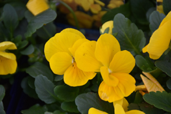 Penny Clear Yellow Pansy (Viola cornuta 'Penny Clear Yellow') at A Very Successful Garden Center